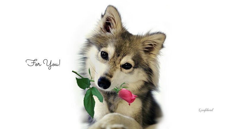 Wolf Puppy with Rose