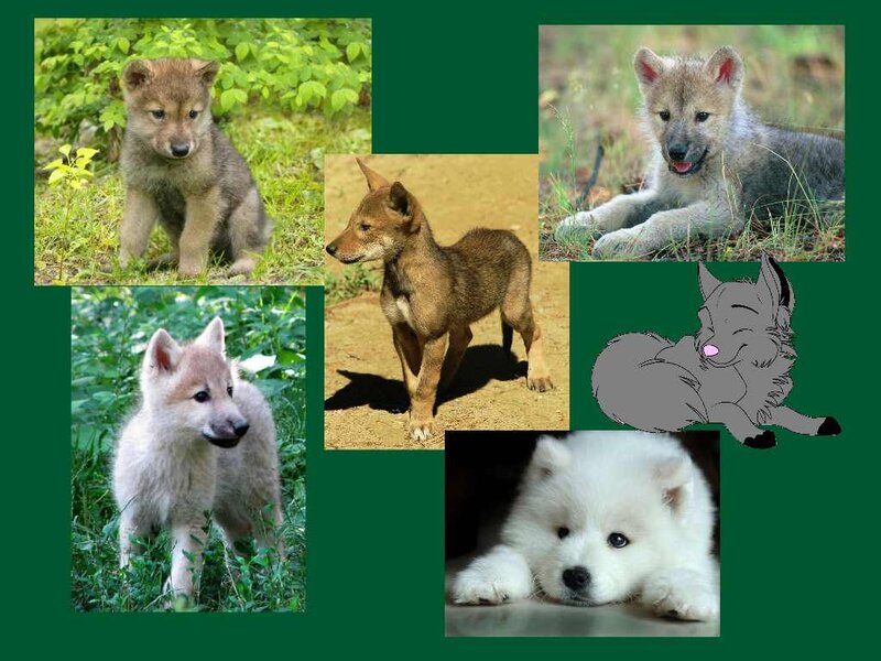 Wolf Pups and Samoyed Puppy