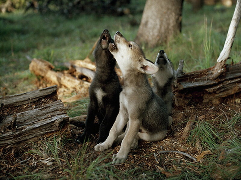 Wolf Pups Howling