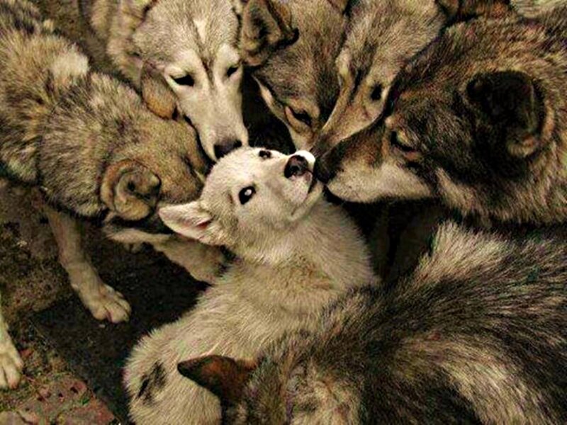 Wolf Pups Huddling