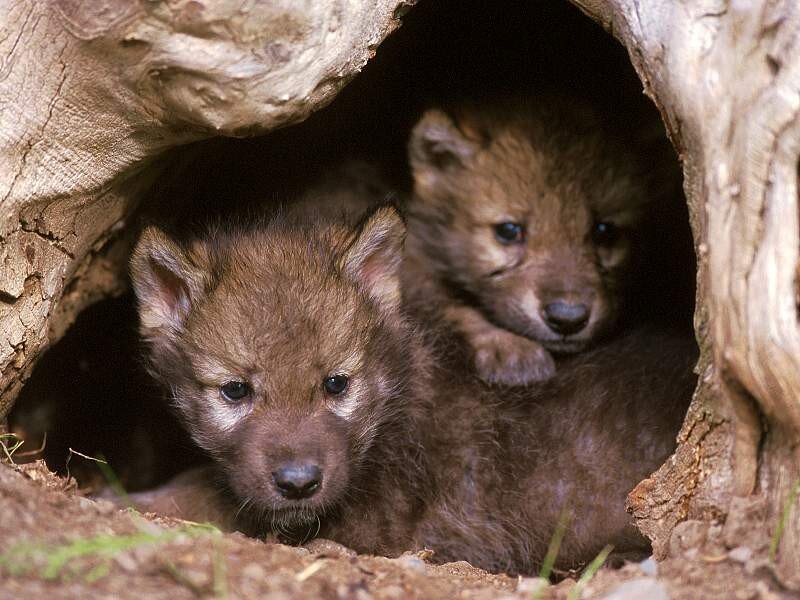wolf pups in a den