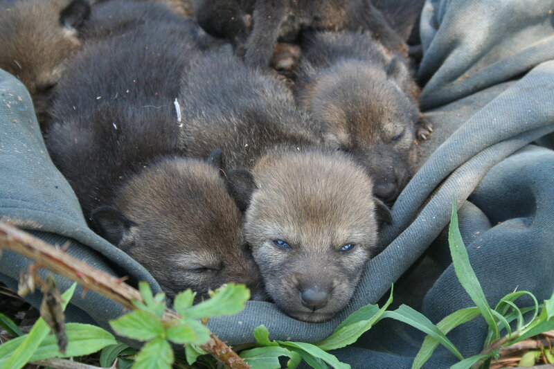 Wolf Pups in Blanket