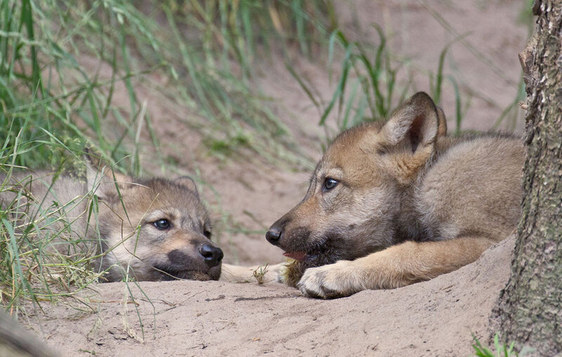 Wolf Pups in Den — Brown, Calm