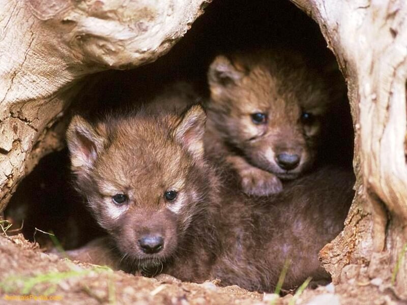 Wolf Pups in Den — Brown