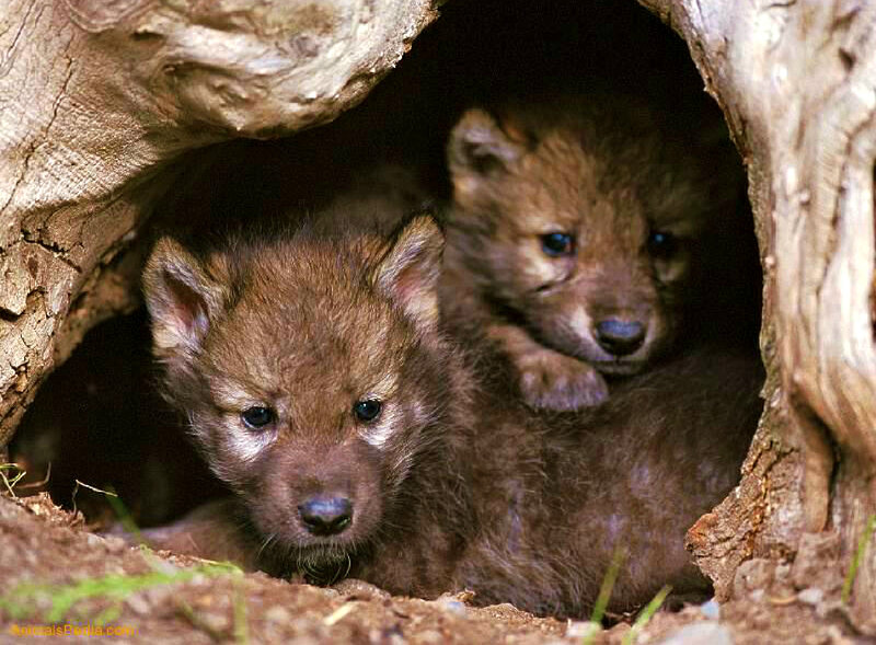 Wolf Pups in Den