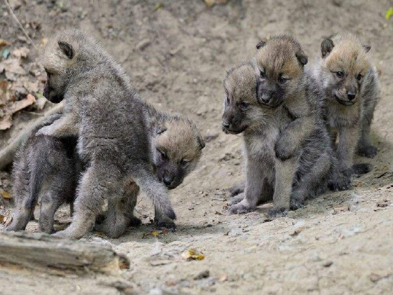 Wolf Pups in Dirt