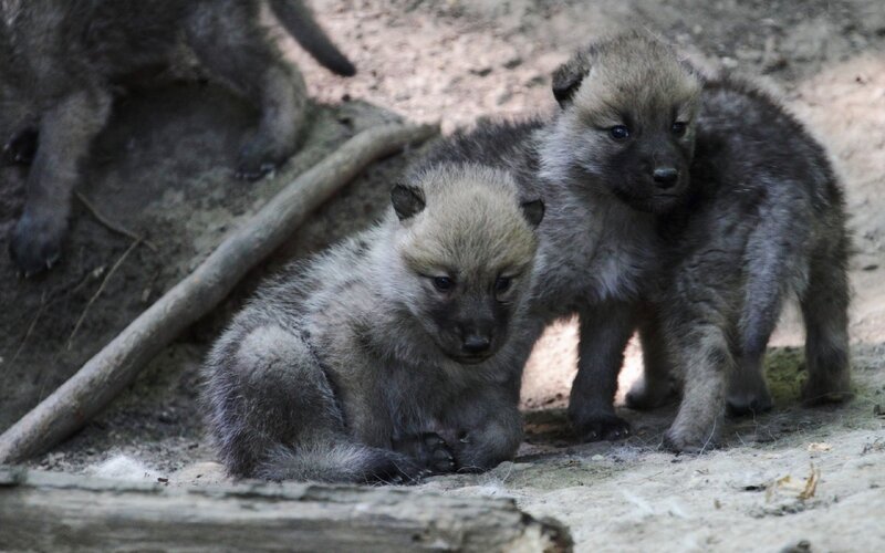 Wolf Pups in Enclosure — Gray