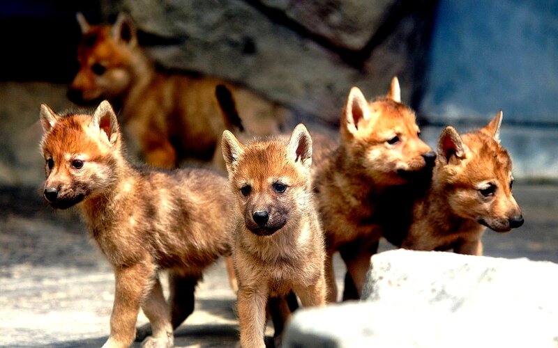 Wolf Pups in Enclosure
