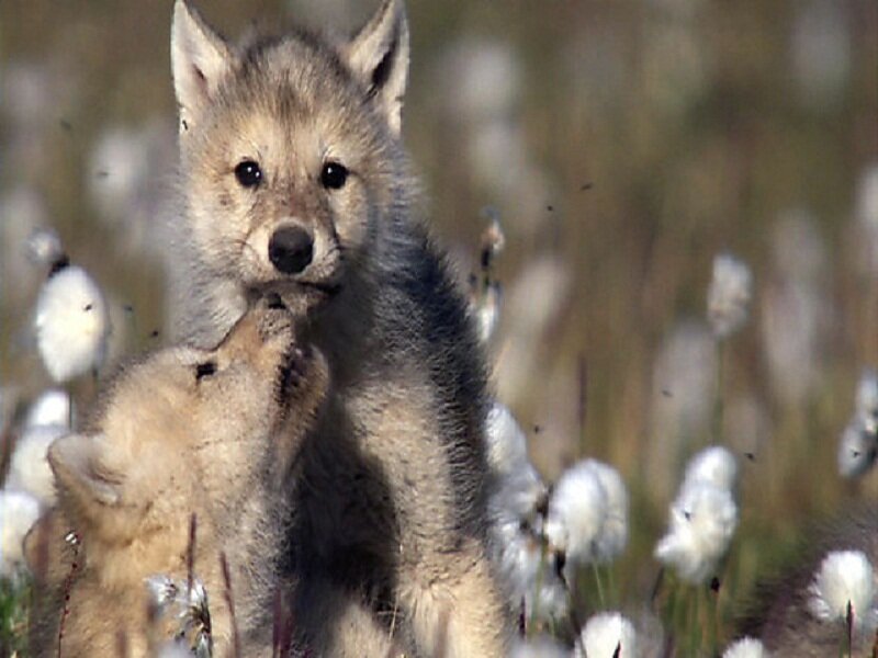 Wolf Pups in Field