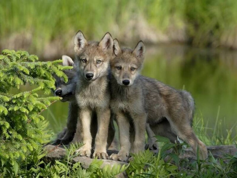 Wolf Pups in Forest