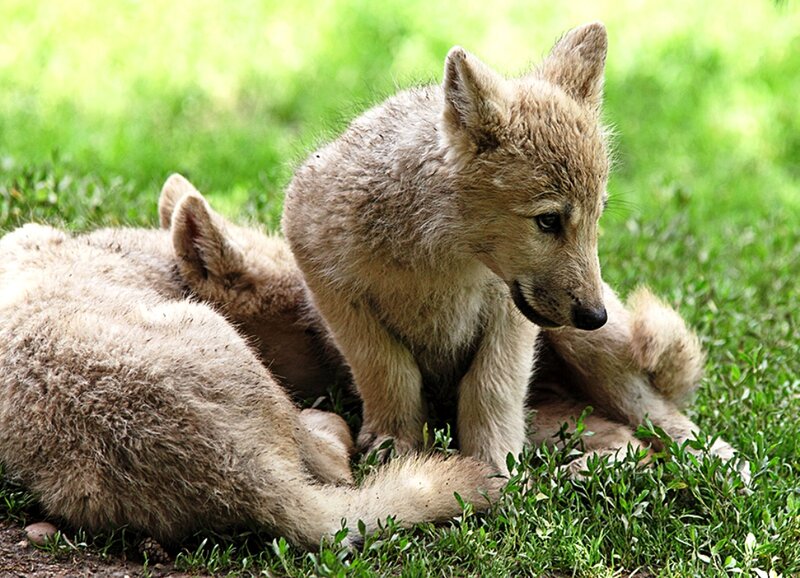 Wolf Pups in Grass — Green, Calm