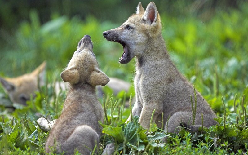 Wolf Pups in Grass — Green, Natural