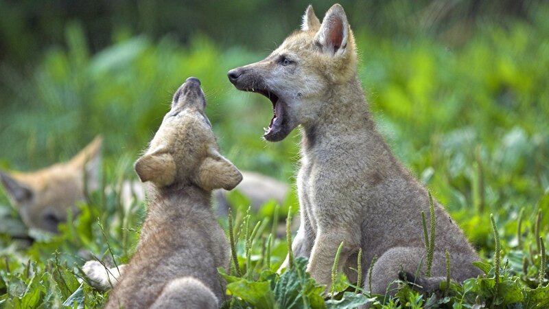 Wolf Pups in Grass — Green, Playful, Afternoon