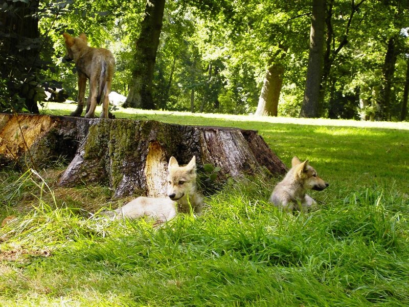 Wolf Pups in Grass — Green, Serene