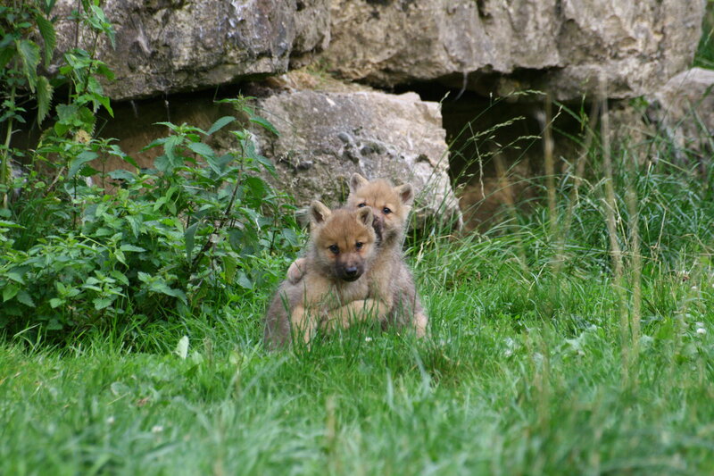 Wolf Pups in Grass — Green