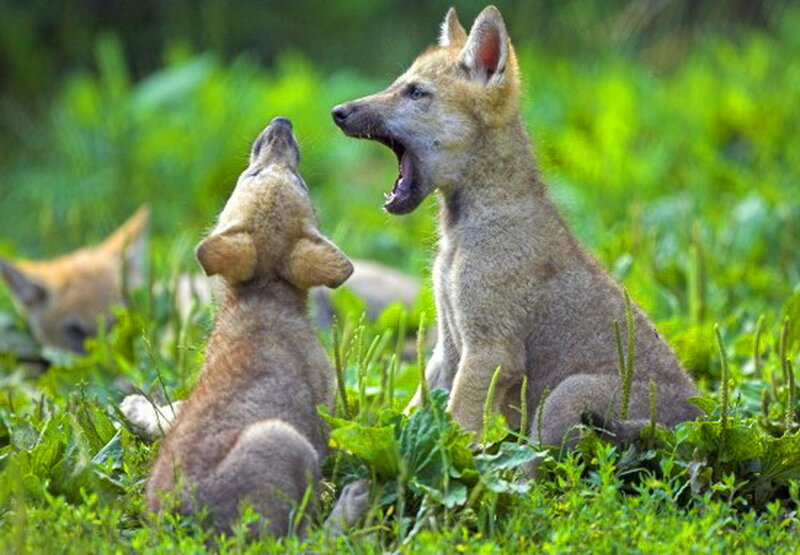 Wolf Pups in Grass