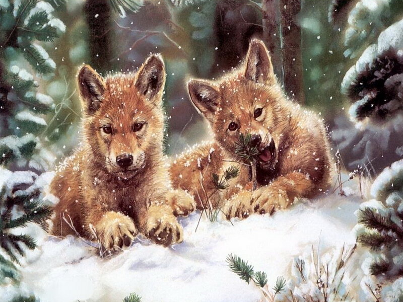 Wolf Pups in Snow — Brown