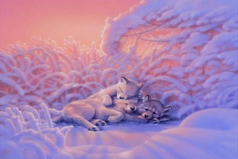 Wolf Pups in Snow — Pink