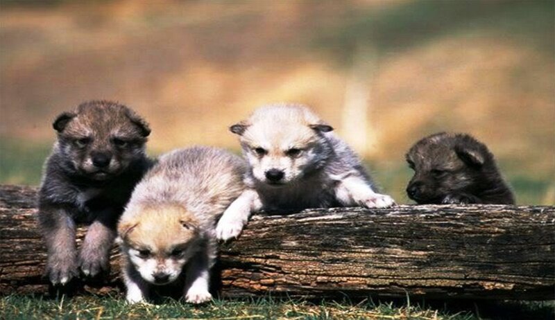 Wolf Pups on Log — Brown