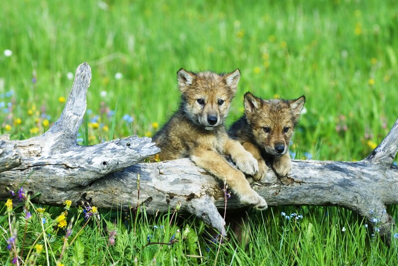 Wolf Pups on Log