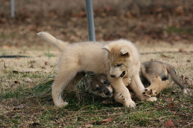 Wolf Pups Playing — Brown, Playful