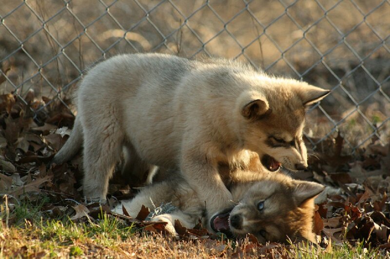 Wolf Pups Playing — Brown