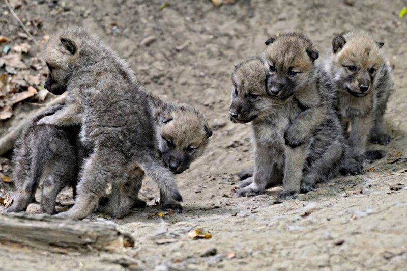 Wolf Pups Playing — Gray, Playful, Photograph