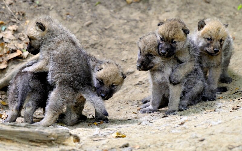 Wolf Pups Playing — Gray