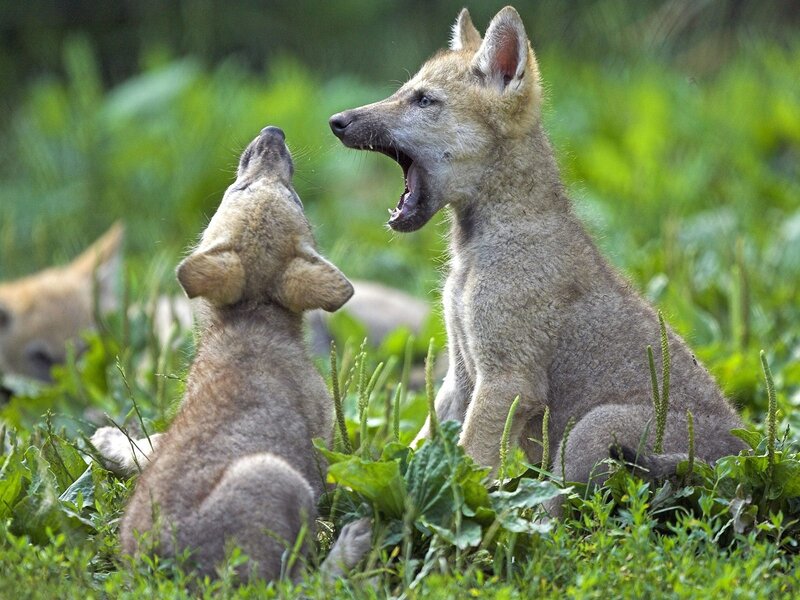 Wolf Pups Playing — Green, Playful, Afternoon