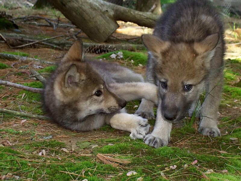 Wolf Pups Playing — Green