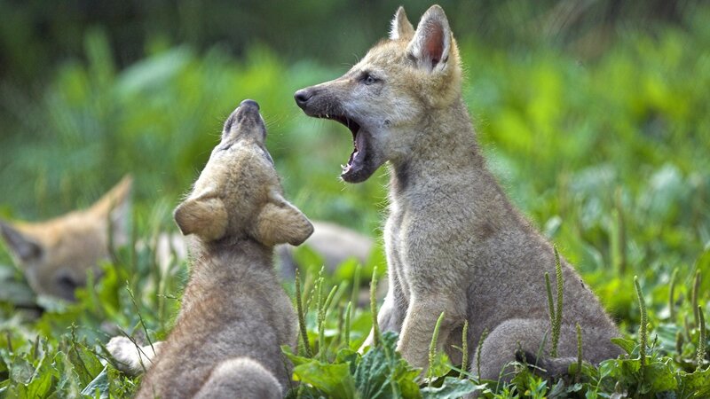 wolf pups playing in grass