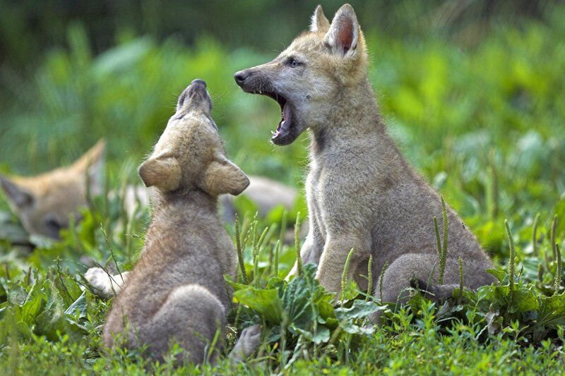 wolf pups playing in grass