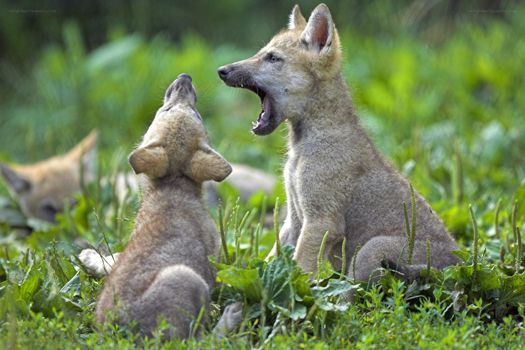 wolf pups playing in grass