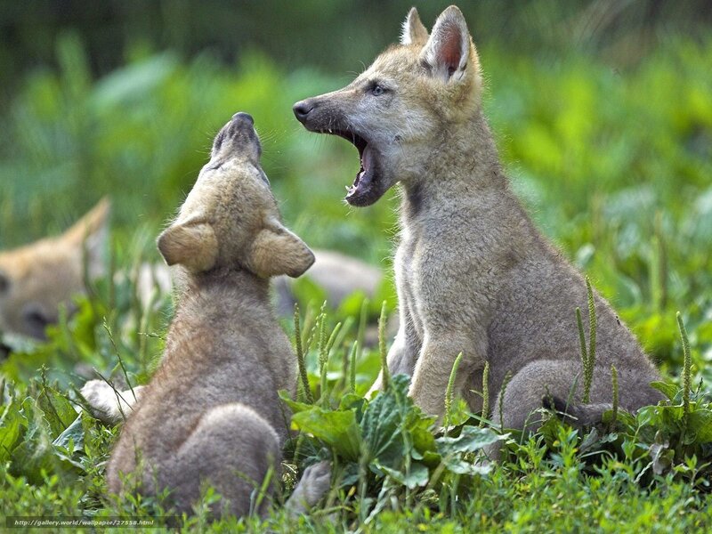 wolf pups playing in grass