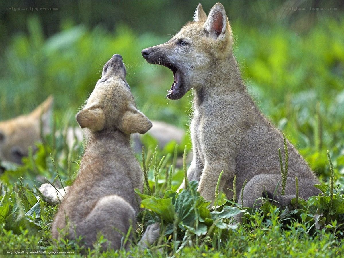 wolf pups playing in grass
