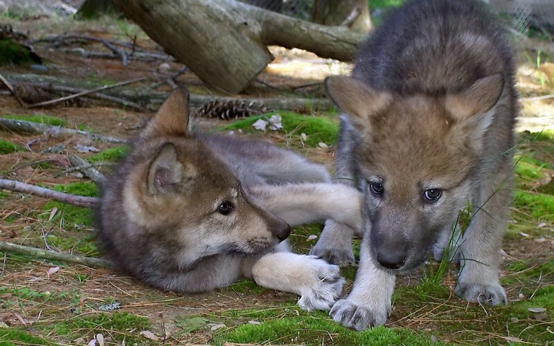 Wolf Pups Playing