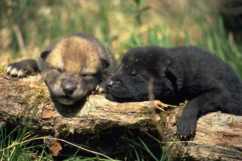 Wolf Pups Sleeping