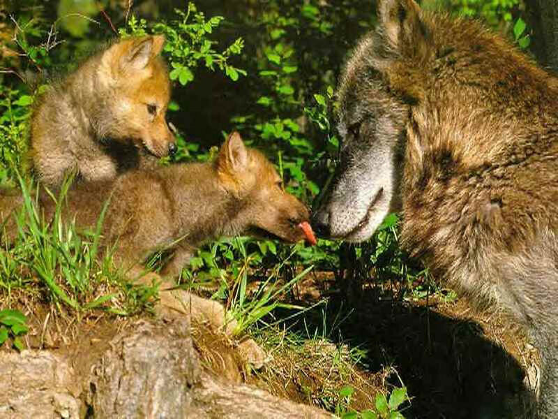 Wolf Pups with Adult Wolf — Brown
