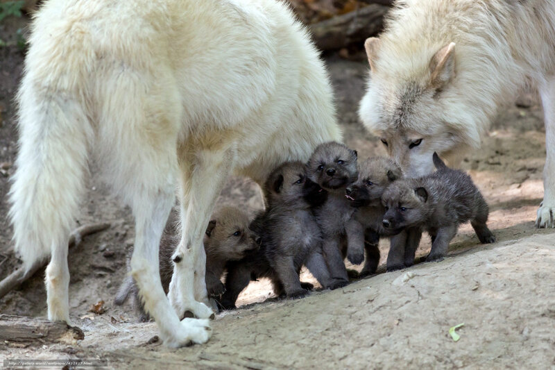 wolf pups with parents