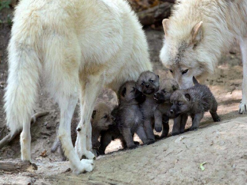 Wolf Pups with Parents — White, Calm