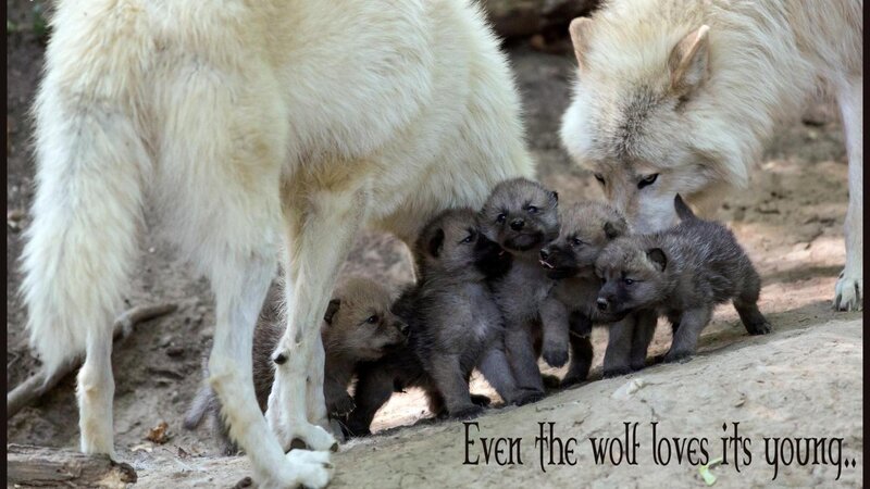 Wolf Pups with Parents — White, Tender