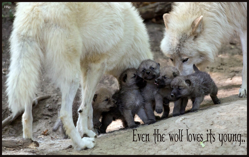 Wolf Pups with Parents — White