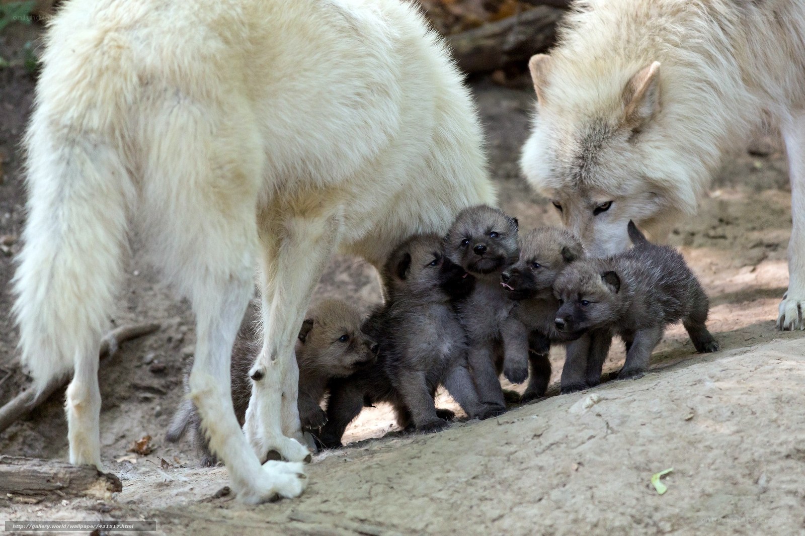wolf pups with parents