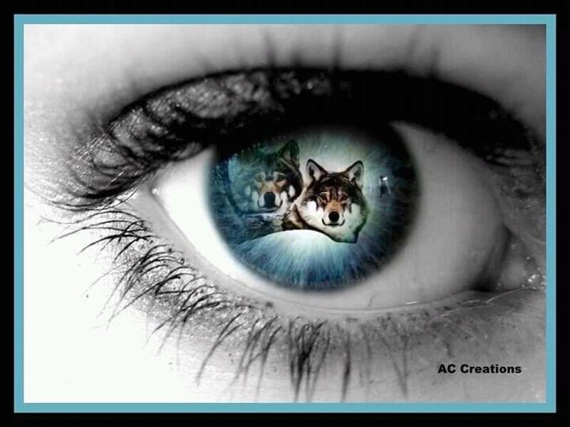 Wolf Reflection in Eye