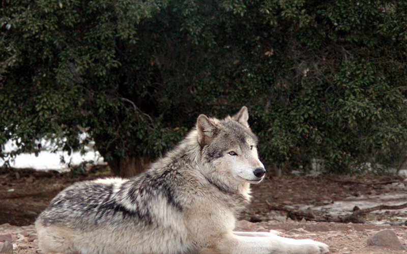 wolf resting in forest