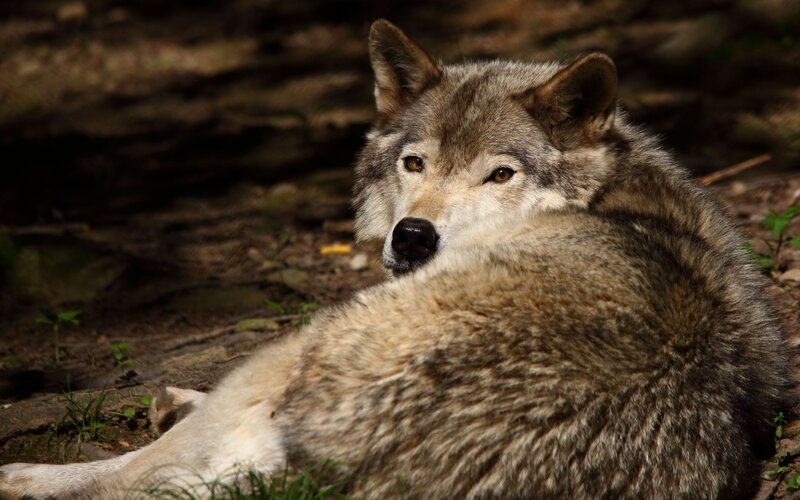 wolf resting in forest