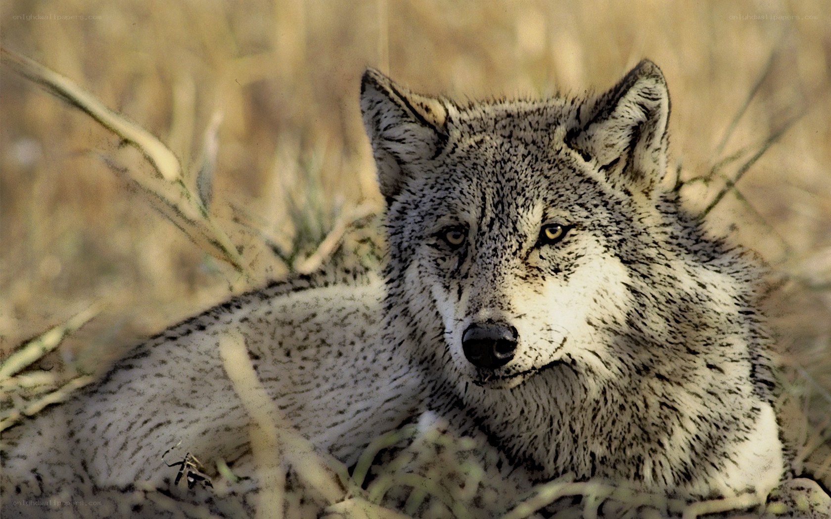 wolf resting in grass