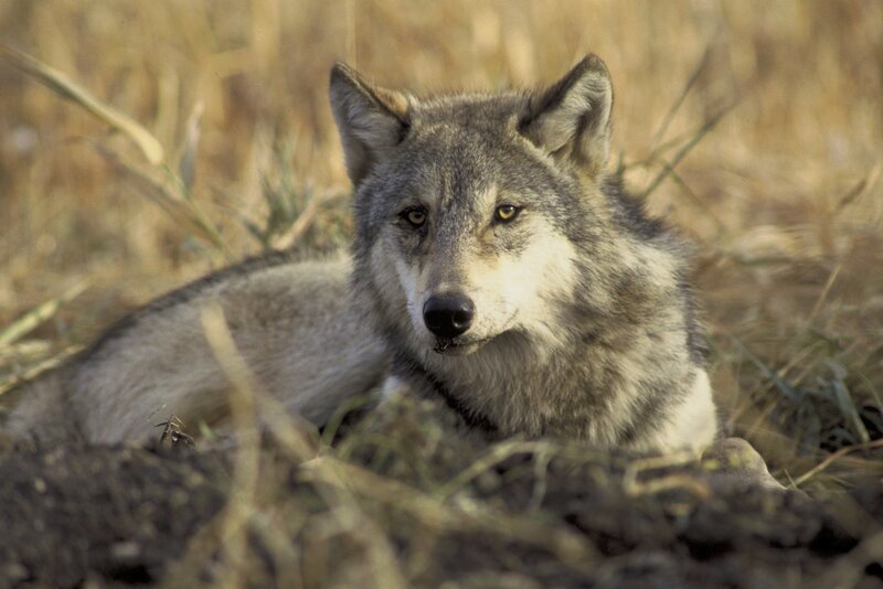 wolf resting in grass