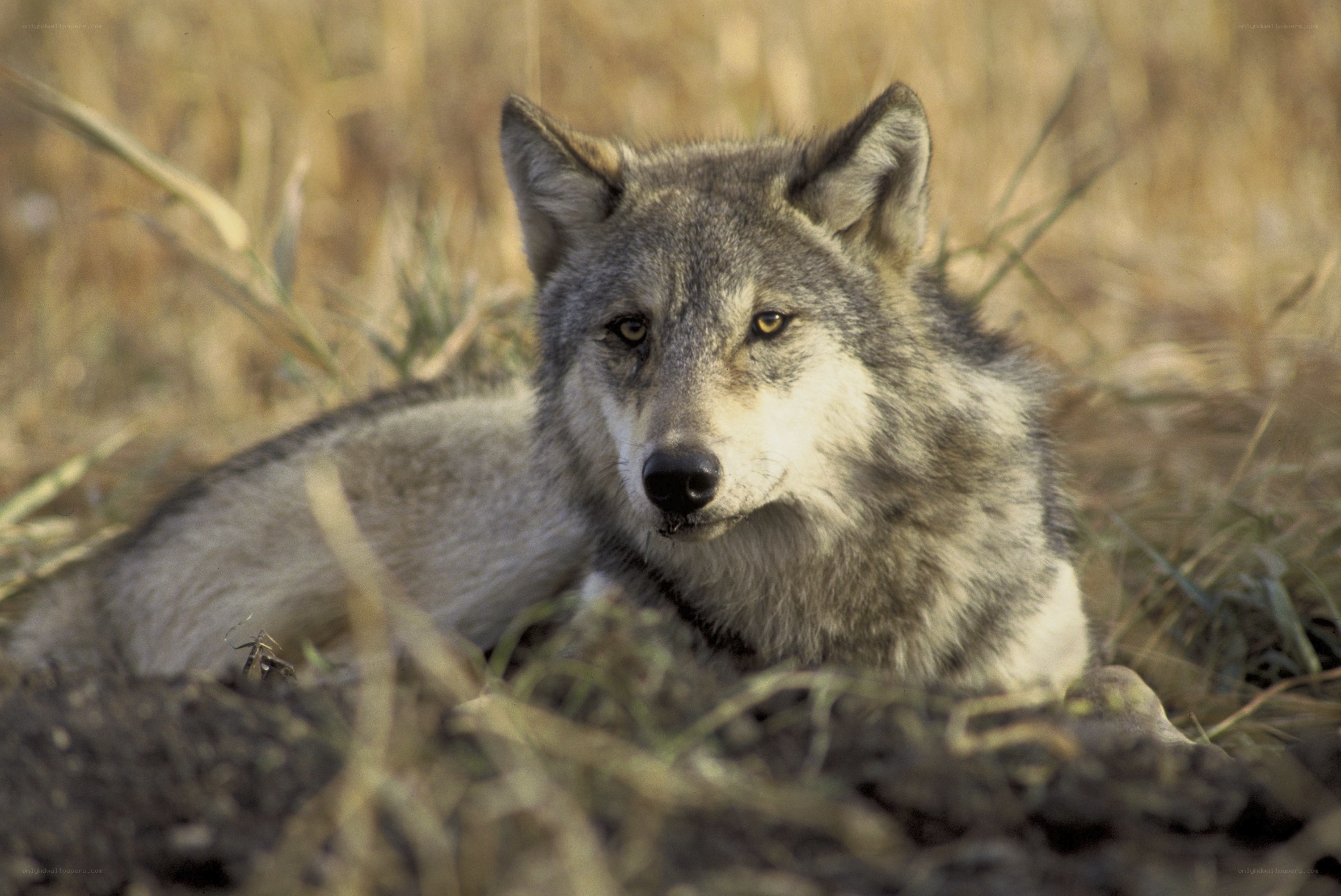 wolf resting in grass