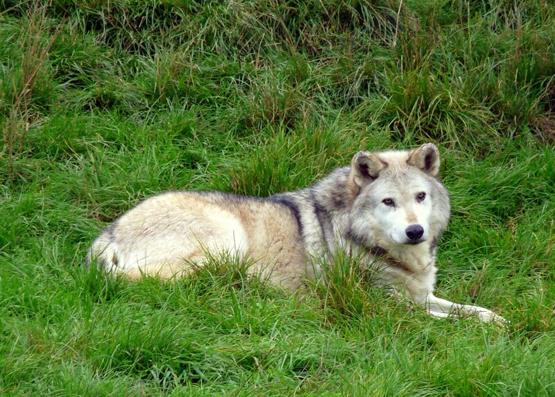wolf resting in grass